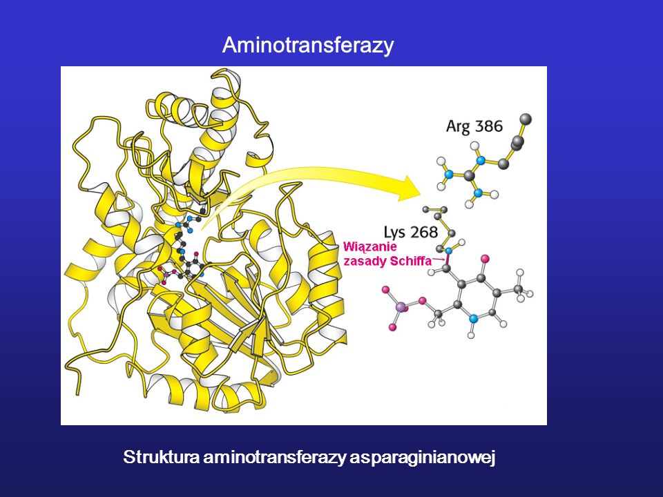 Aminotransferazy Struktura aminotransferazy asparaginianowej