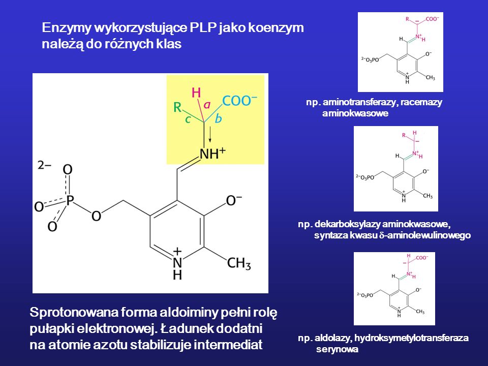 Enzymy wykorzystujące PLP jako koenzym należą do różnych klas