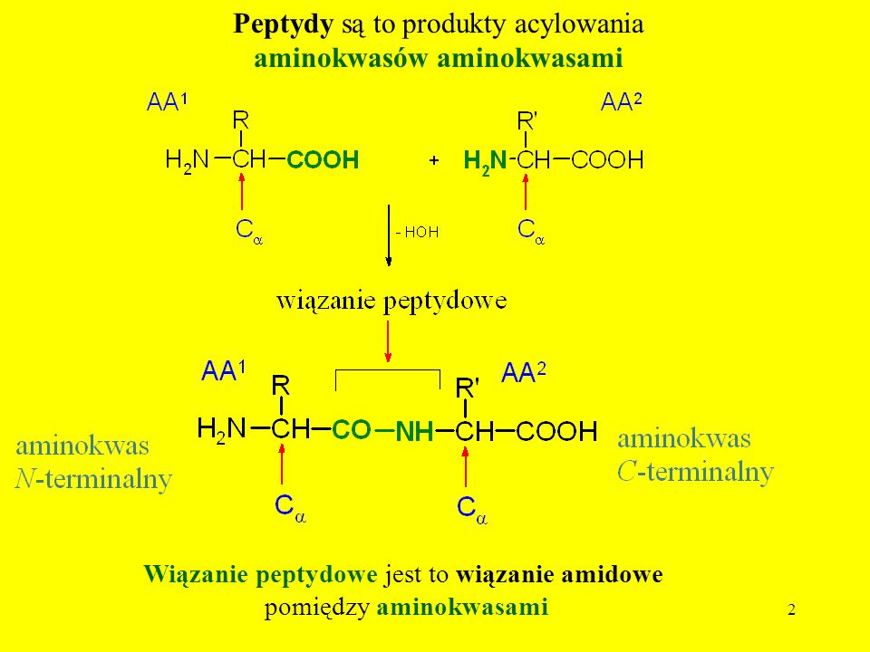 Peptydy są to produkty acylowania aminokwasów aminokwasami