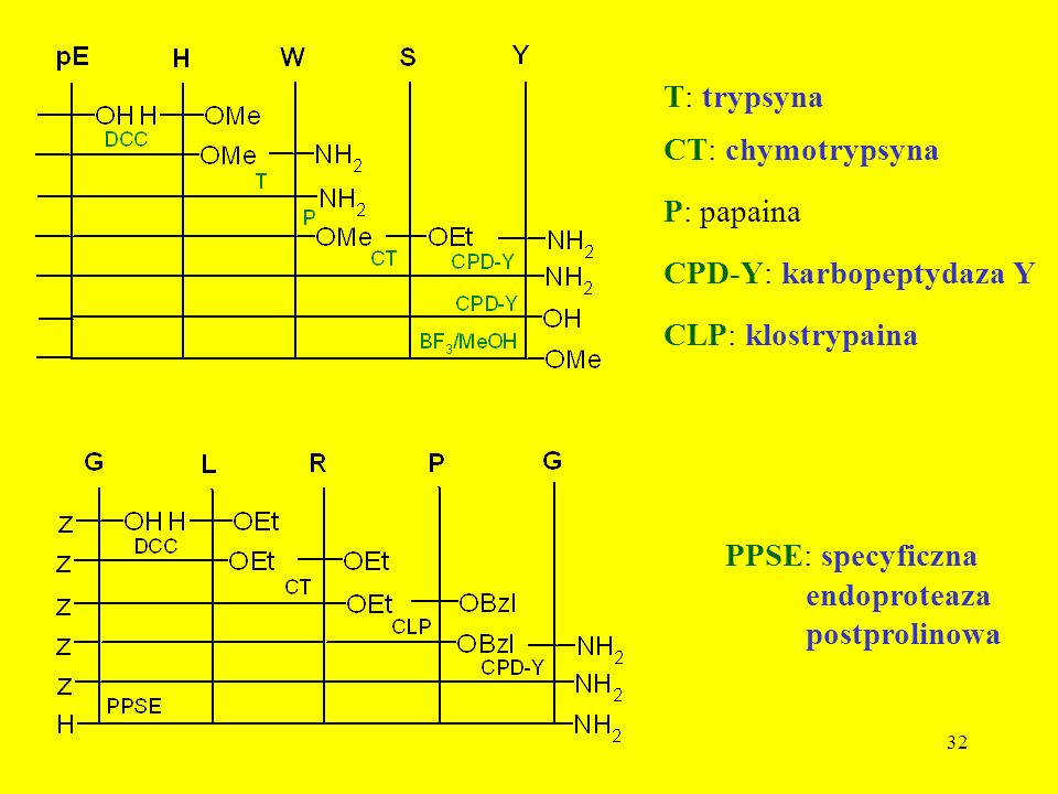 T: trypsyna CT: chymotrypsyna. P: papaina. CPD-Y: karbopeptydaza Y. CLP: klostrypaina. PPSE: specyficzna.
