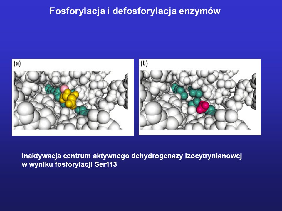 Fosforylacja i defosforylacja enzymów