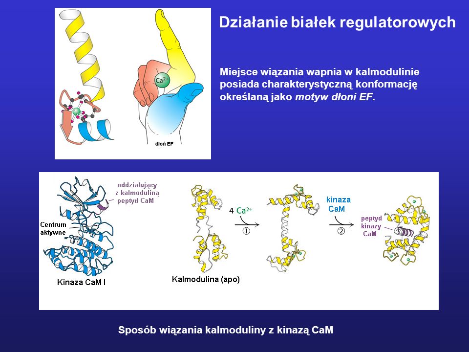 Działanie białek regulatorowych