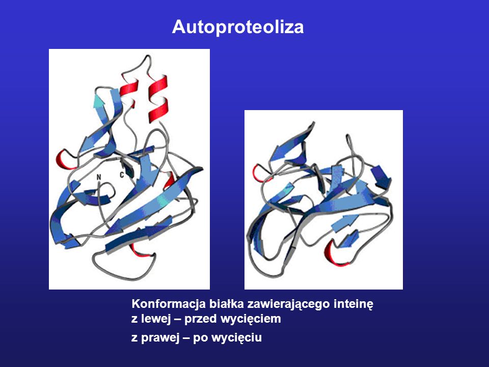 Autoproteoliza Konformacja białka zawierającego inteinę