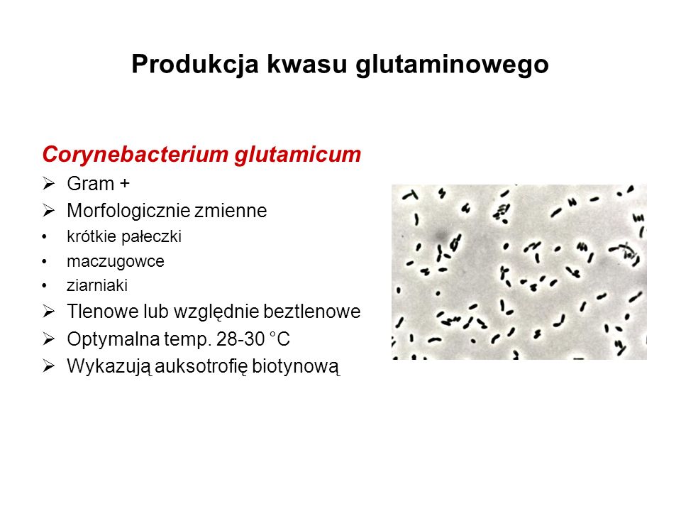 Produkcja kwasu glutaminowego