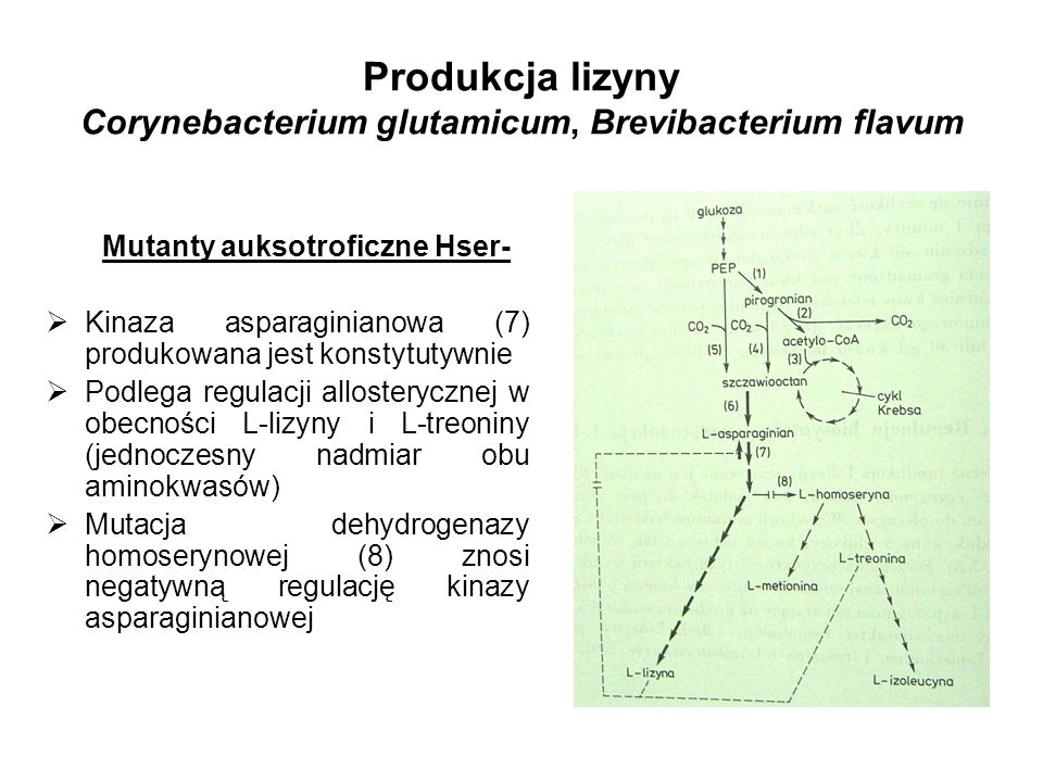 Produkcja lizyny Corynebacterium glutamicum, Brevibacterium flavum