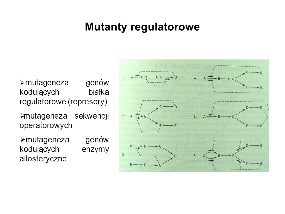 Mutanty regulatorowe mutageneza sekwencji operatorowych