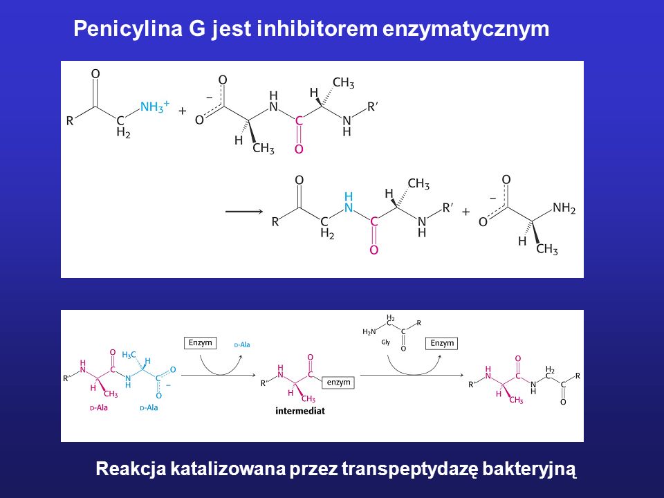Penicylina G jest inhibitorem enzymatycznym