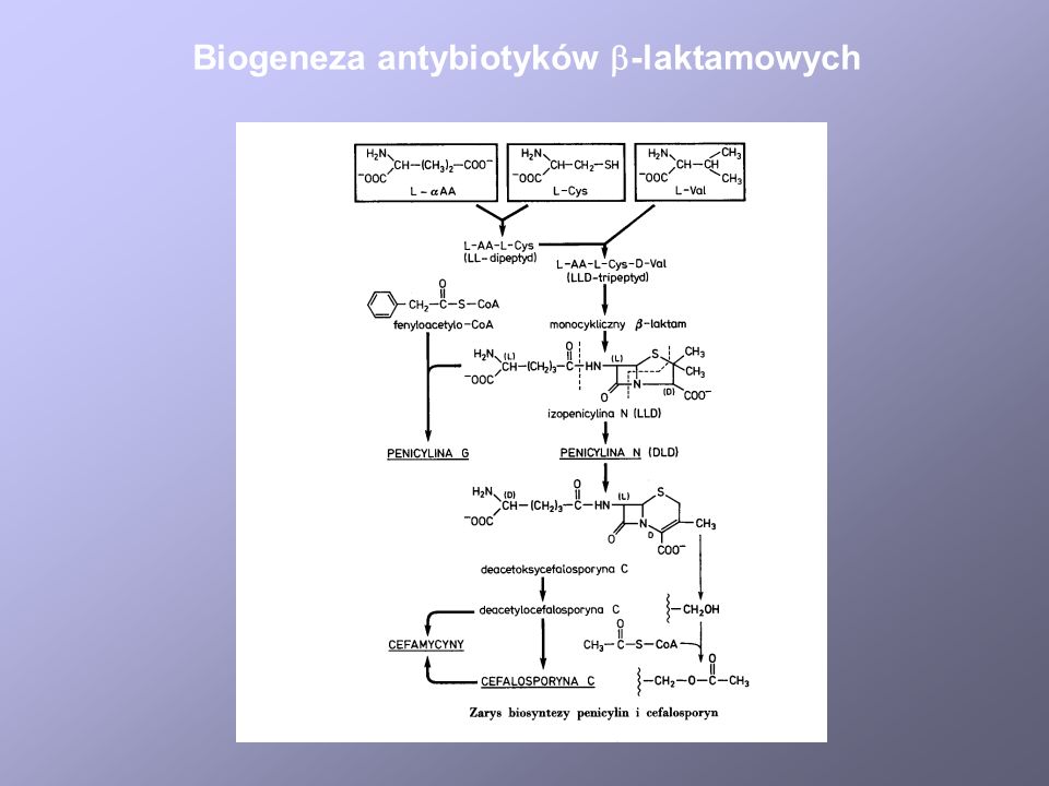 Biogeneza antybiotyków -laktamowych