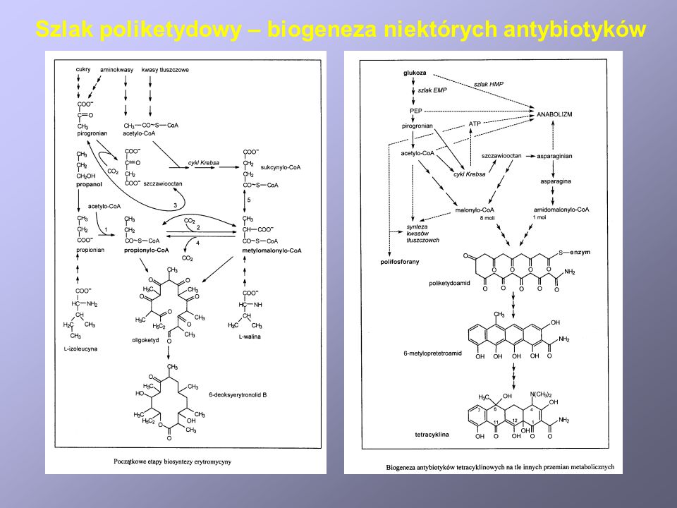 Szlak poliketydowy – biogeneza niektórych antybiotyków