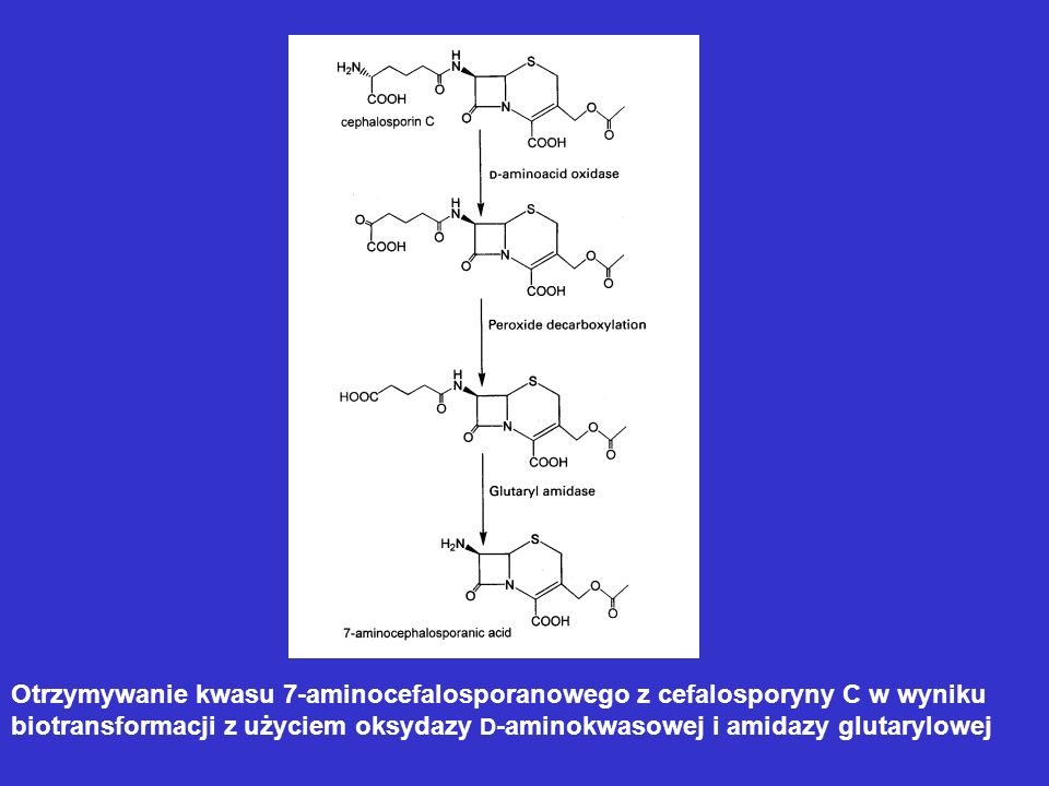 Otrzymywanie kwasu 7-aminocefalosporanowego z cefalosporyny C w wyniku