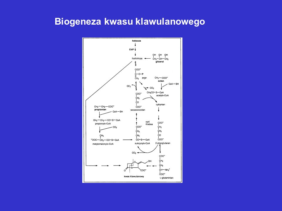 Biogeneza kwasu klawulanowego