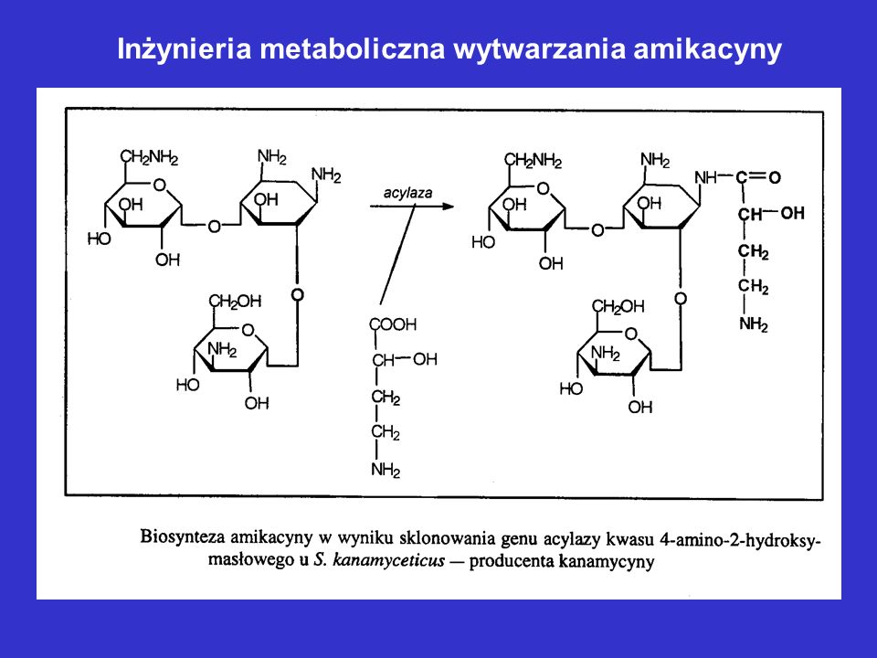 Inżynieria metaboliczna wytwarzania amikacyny