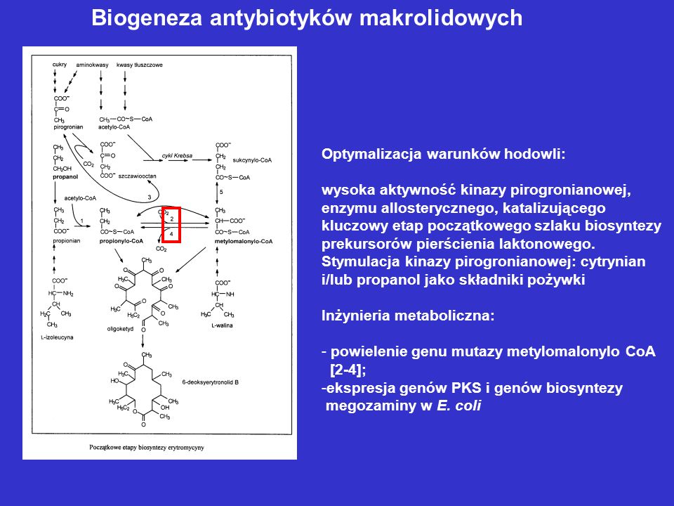 Biogeneza antybiotyków makrolidowych