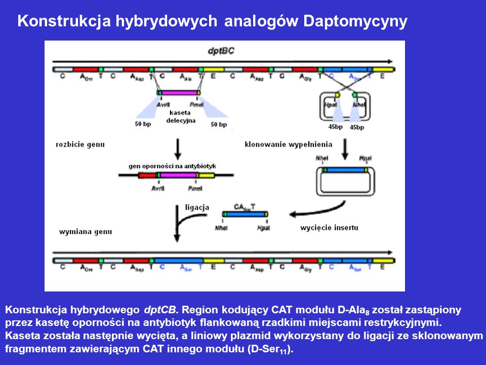 Konstrukcja hybrydowych analogów Daptomycyny