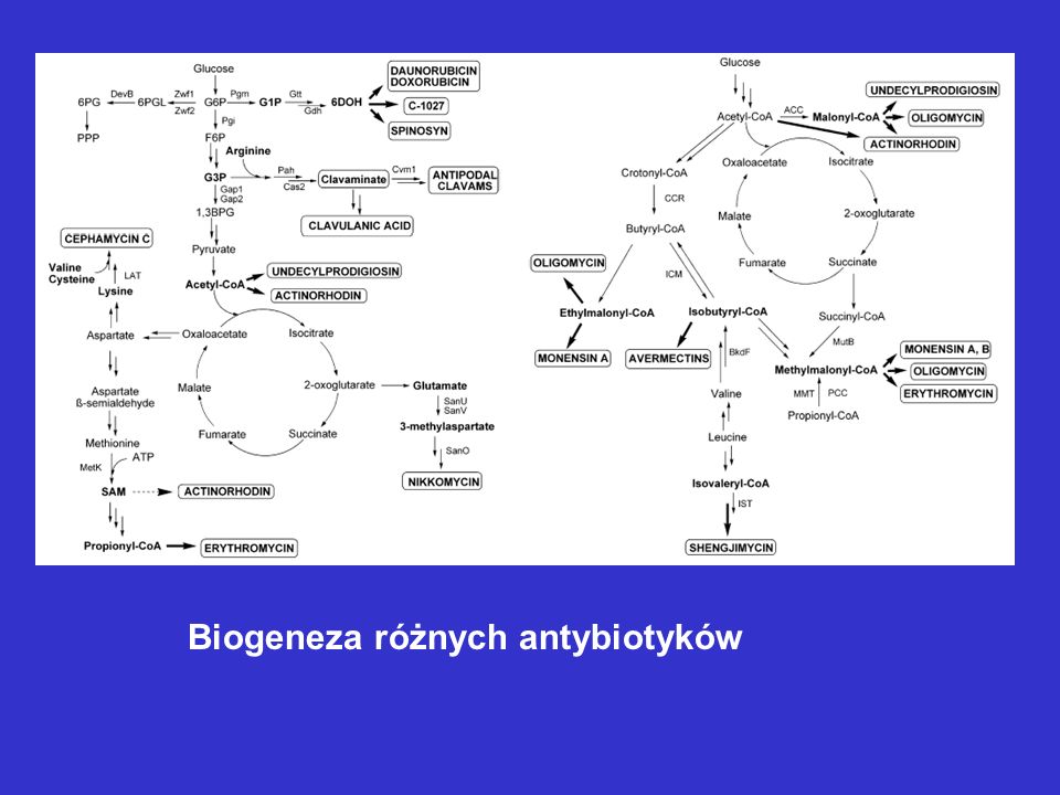 Biogeneza różnych antybiotyków