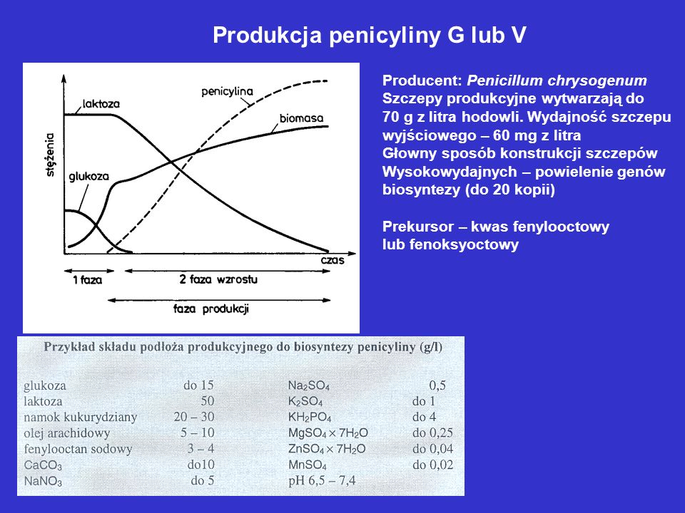 Produkcja penicyliny G lub V
