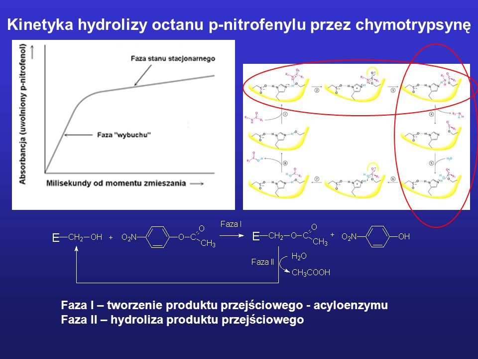 Kinetyka hydrolizy octanu p-nitrofenylu przez chymotrypsynę