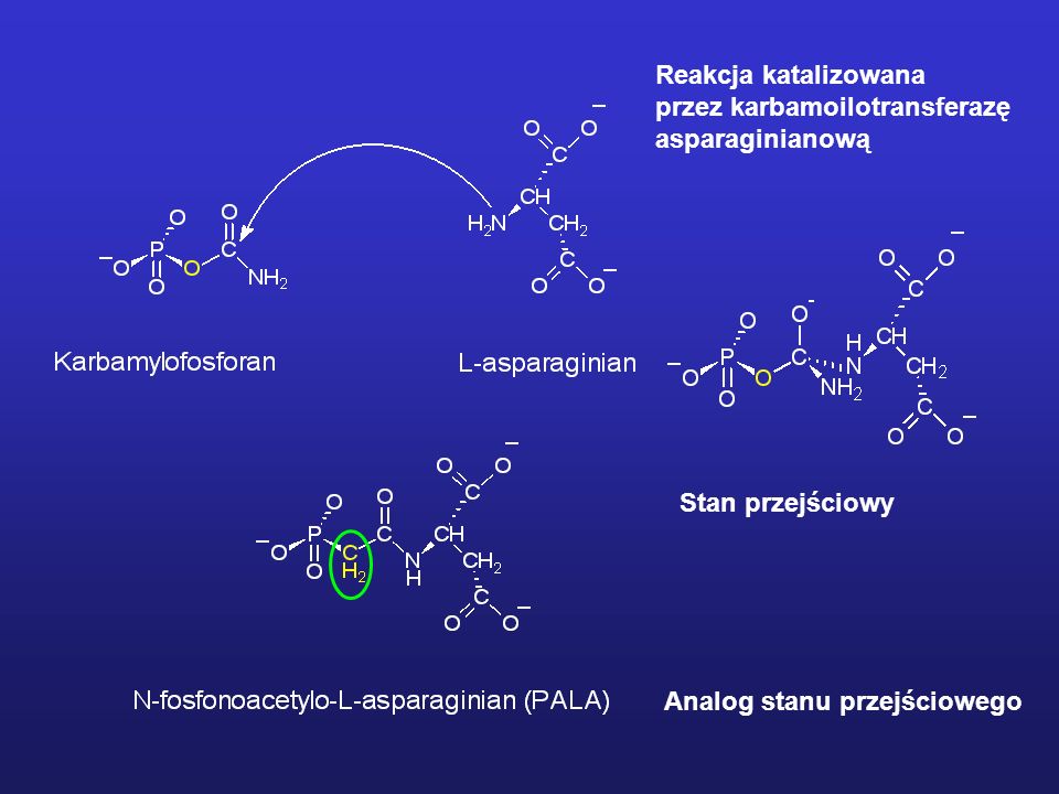 Reakcja katalizowana przez karbamoilotransferazę. asparaginianową.