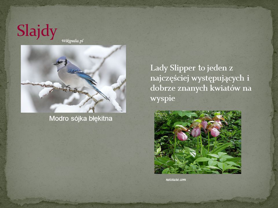 Slajdy Wikipedia.pl. Lady Slipper to jeden z najczęściej występujących i dobrze znanych kwiatów na wyspie.