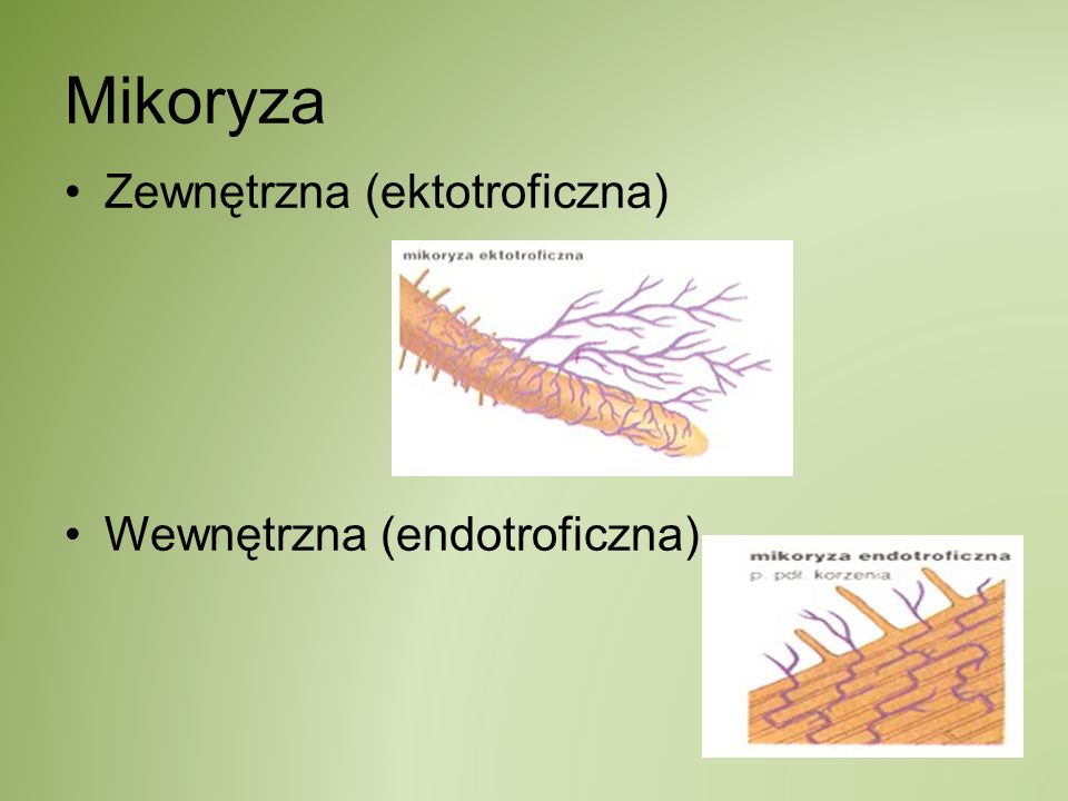 Mikoryza Zewnętrzna (ektotroficzna) Wewnętrzna (endotroficzna)