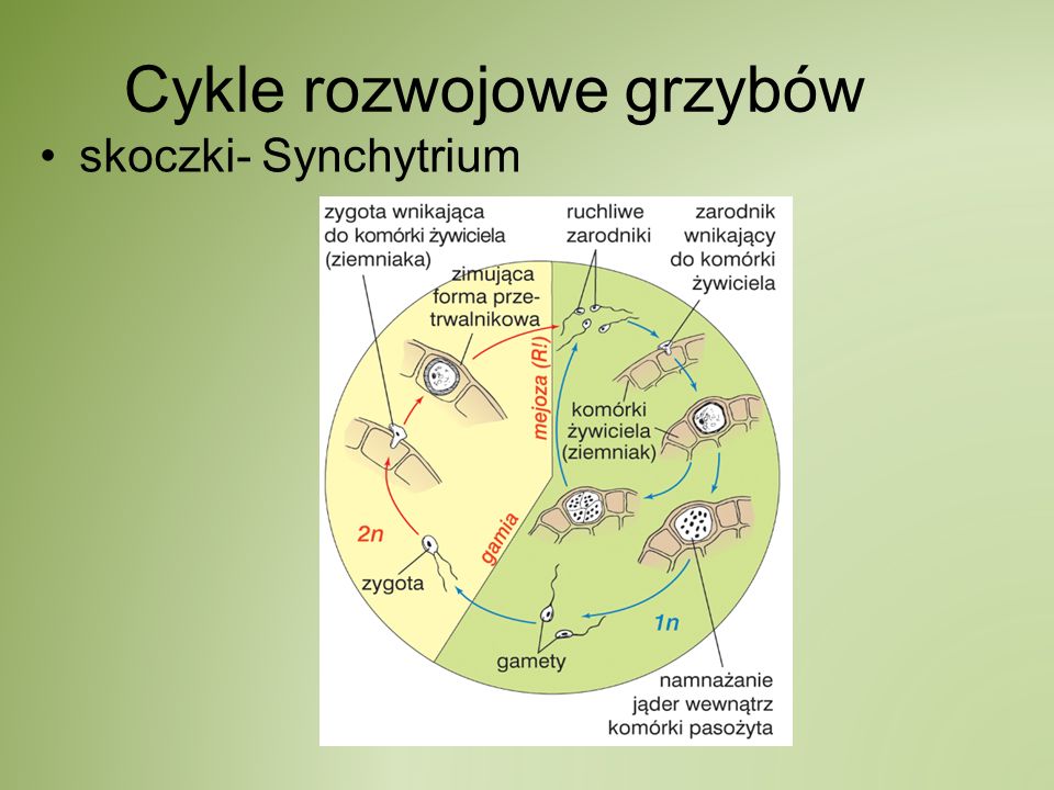Cykle rozwojowe grzybów