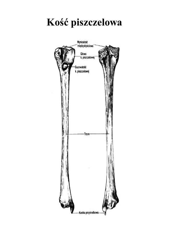 Kość piszczelowa