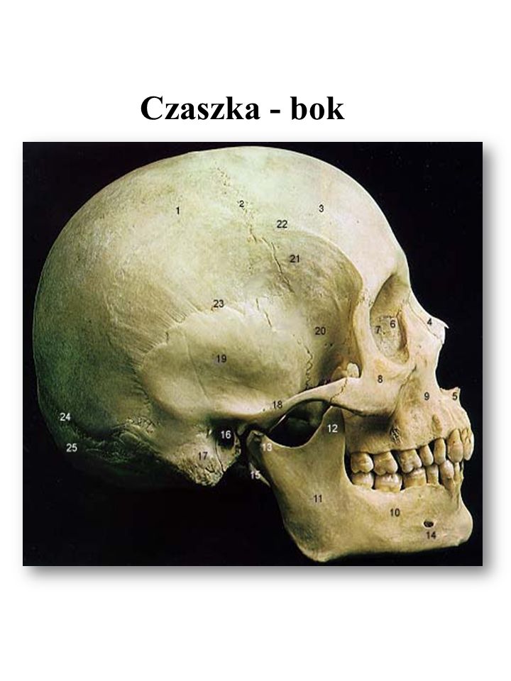 Czaszka - bok