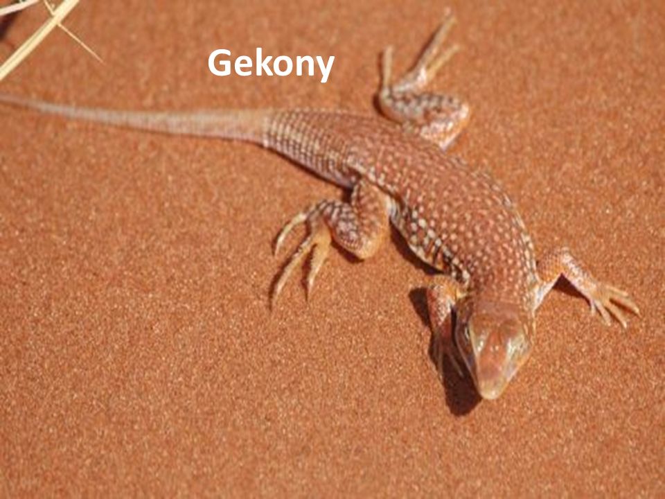 Gekony