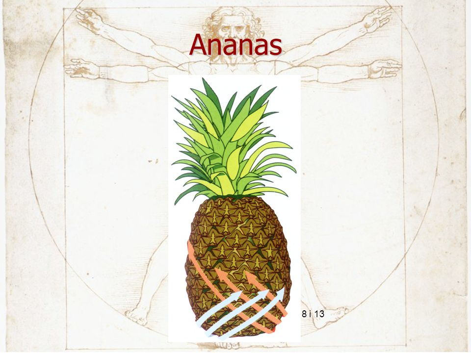 Ananas 8 i 13