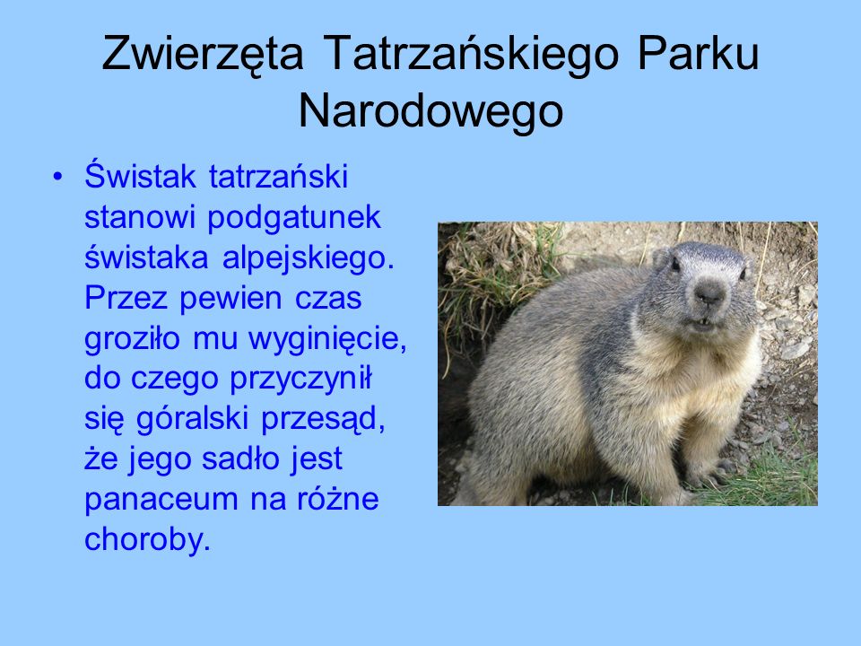 Zwierzęta Tatrzańskiego Parku Narodowego