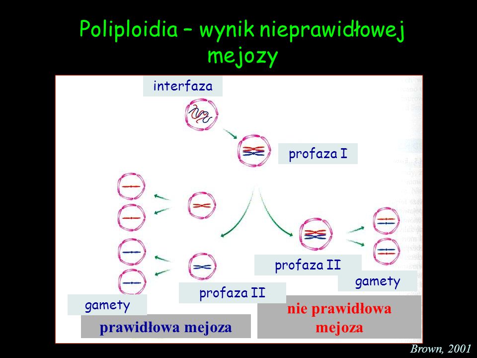 Poliploidia – wynik nieprawidłowej mejozy