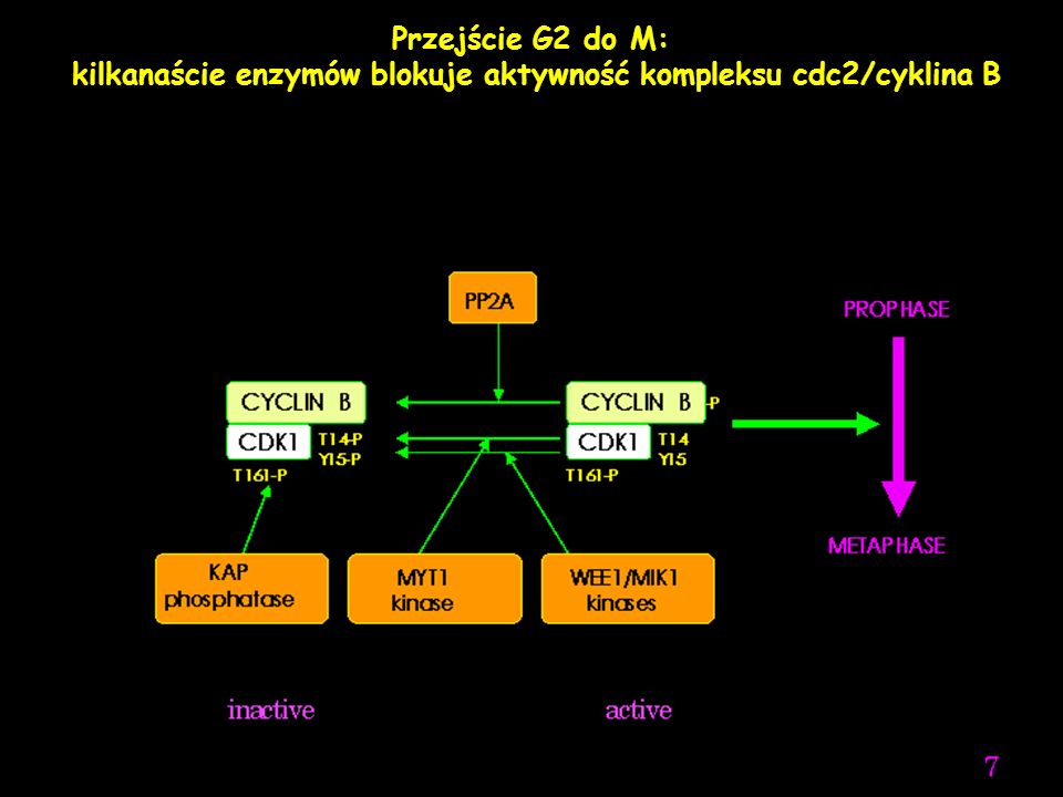 kilkanaście enzymów blokuje aktywność kompleksu cdc2/cyklina B