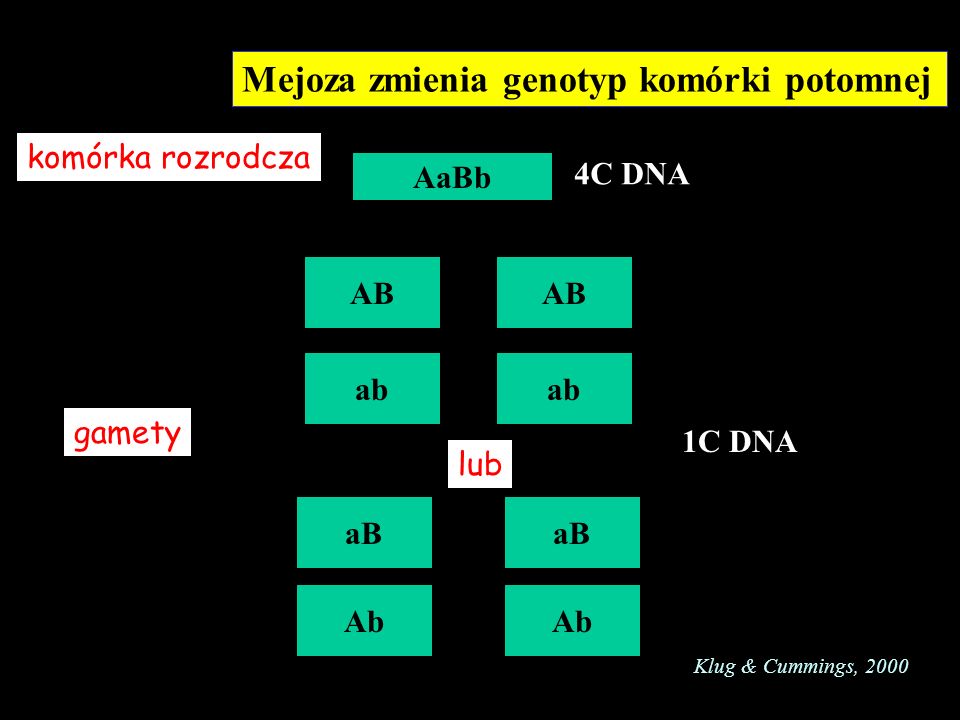 Mejoza zmienia genotyp komórki potomnej