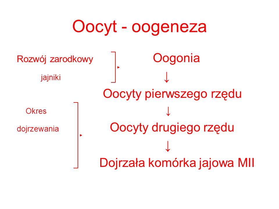 Oocyt - oogeneza jajniki ↓ Oocyty pierwszego rzędu ↓