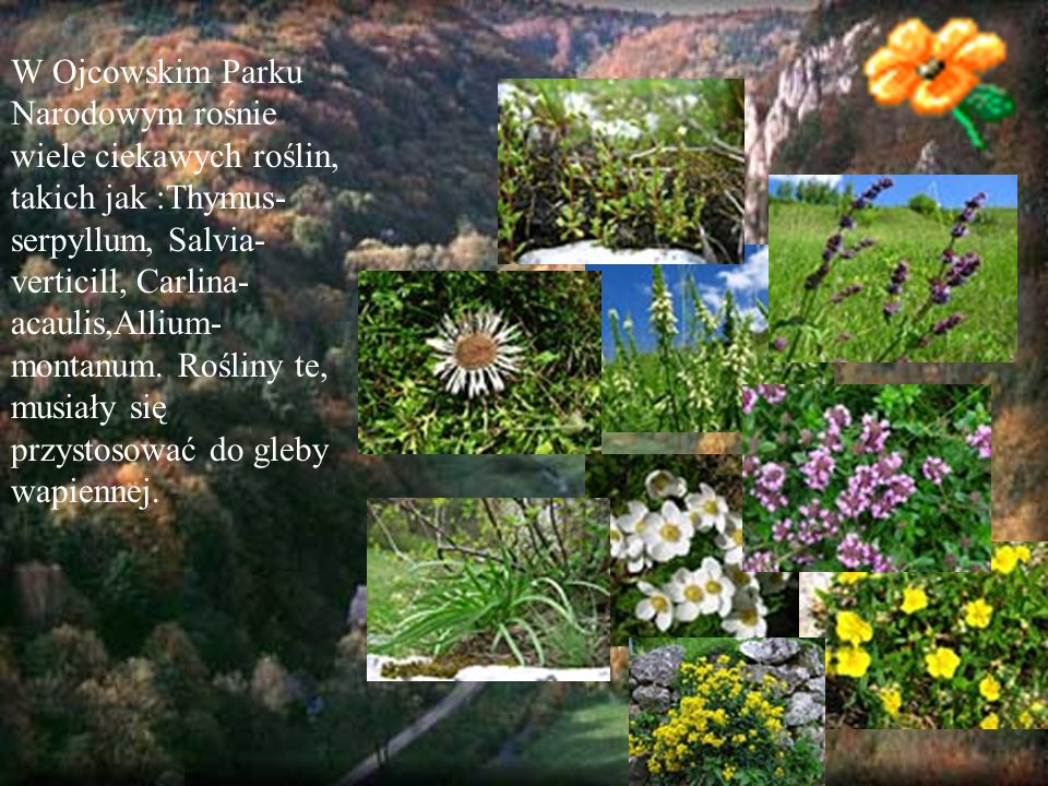 W Ojcowskim Parku Narodowym rośnie wiele ciekawych roślin, takich jak :Thymus-serpyllum, Salvia-verticill, Carlina-acaulis,Allium-montanum.