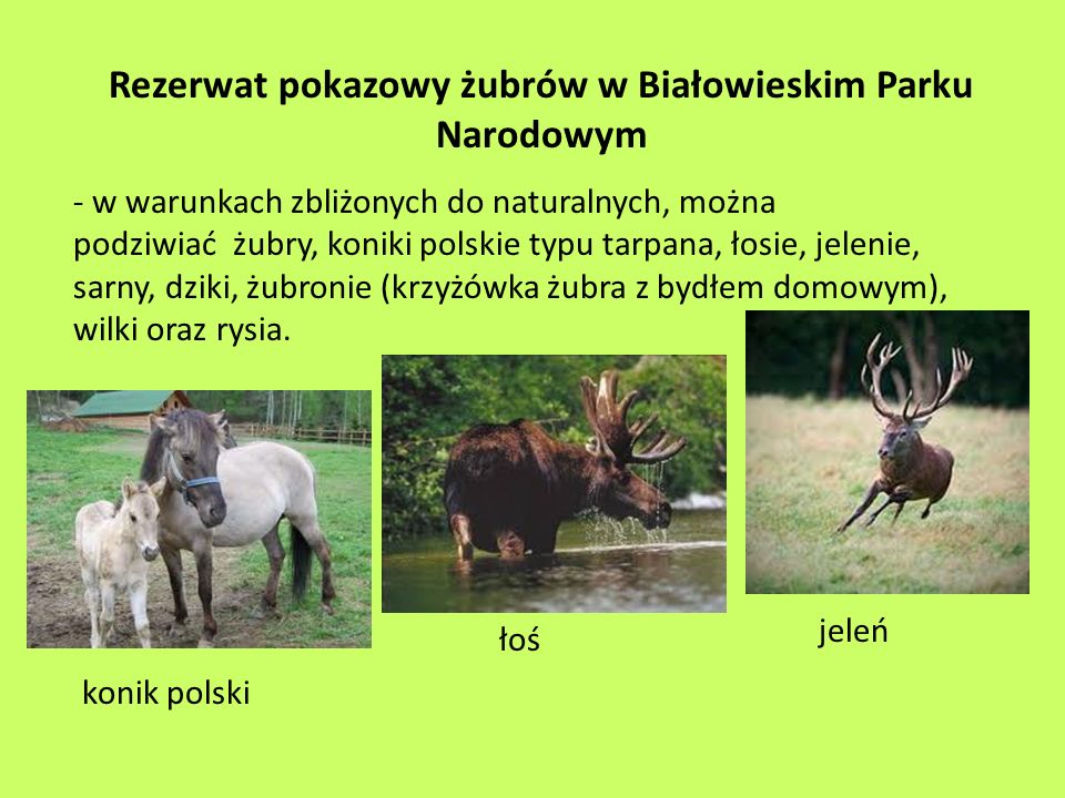 Rezerwat pokazowy żubrów w Białowieskim Parku Narodowym