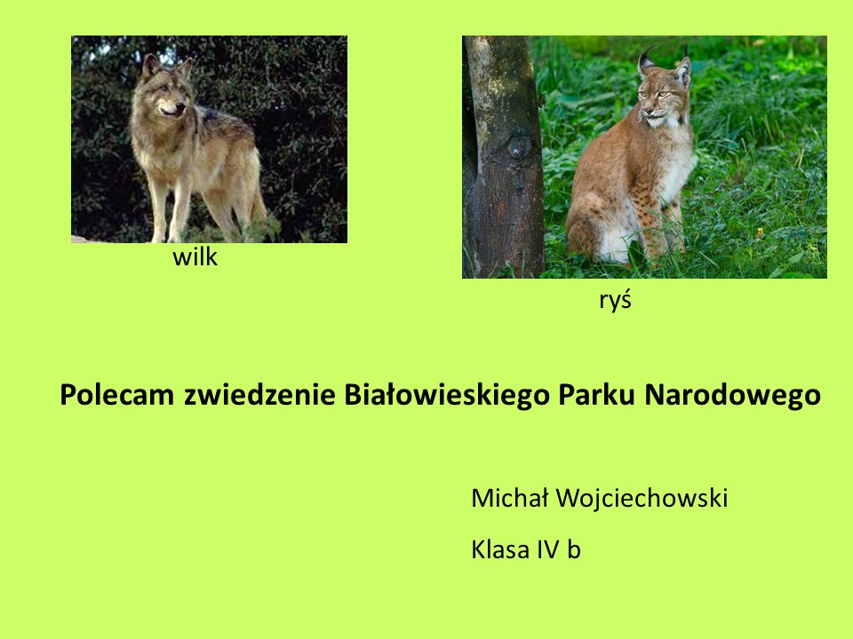 Polecam zwiedzenie Białowieskiego Parku Narodowego