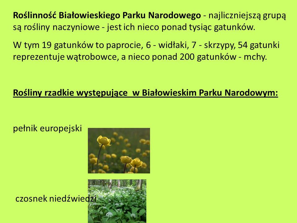 Roślinność Białowieskiego Parku Narodowego - najliczniejszą grupą są rośliny naczyniowe - jest ich nieco ponad tysiąc gatunków.