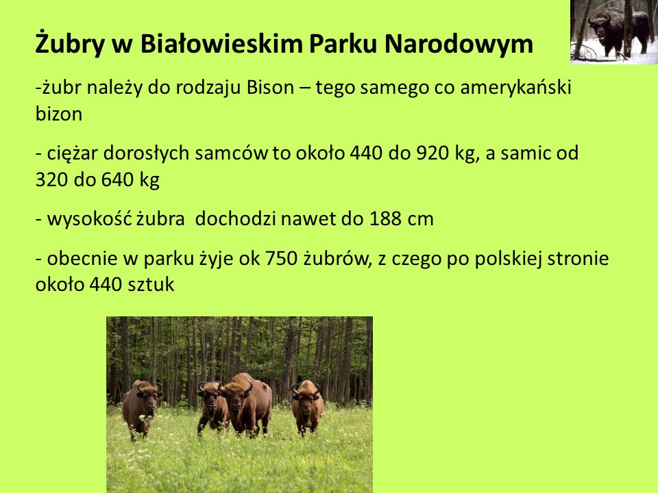 Żubry w Białowieskim Parku Narodowym