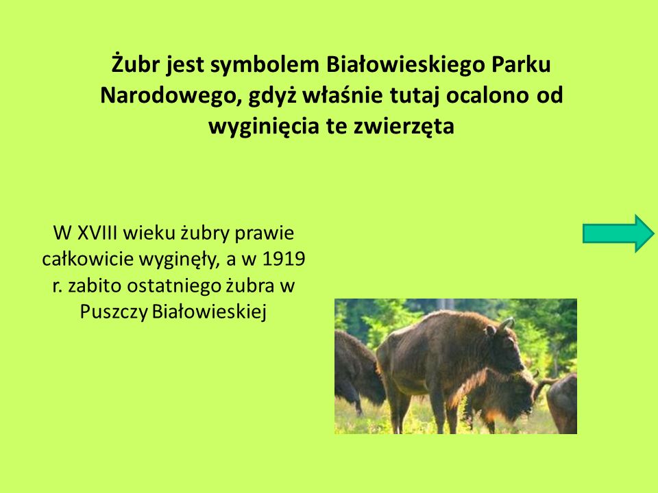 Żubr jest symbolem Białowieskiego Parku Narodowego, gdyż właśnie tutaj ocalono od wyginięcia te zwierzęta