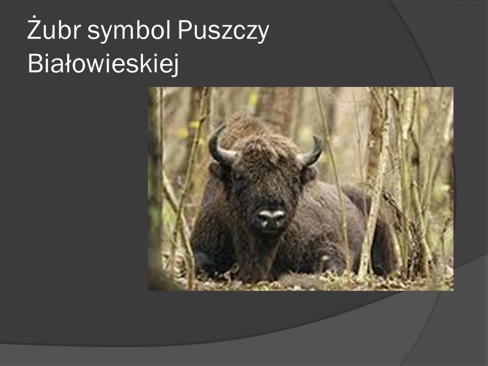 Żubr symbol Puszczy Białowieskiej