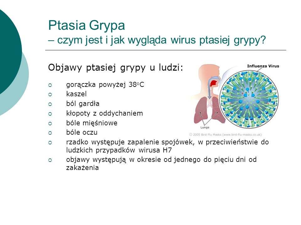 Ptasia Grypa – czym jest i jak wygląda wirus ptasiej grypy
