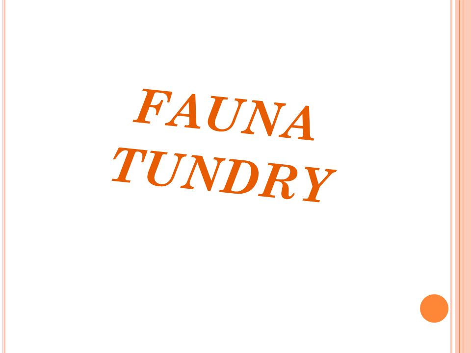 FAUNA TUNDRY