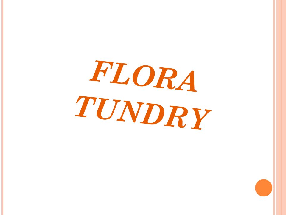 FLORA TUNDRY