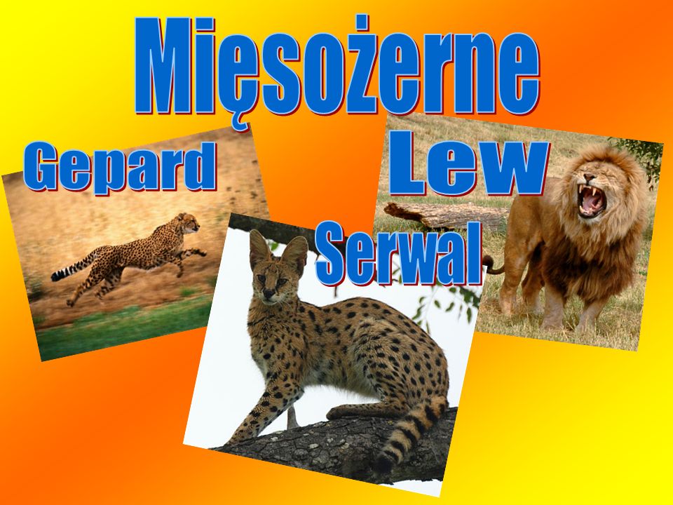 Mięsożerne Lew Gepard Serwal
