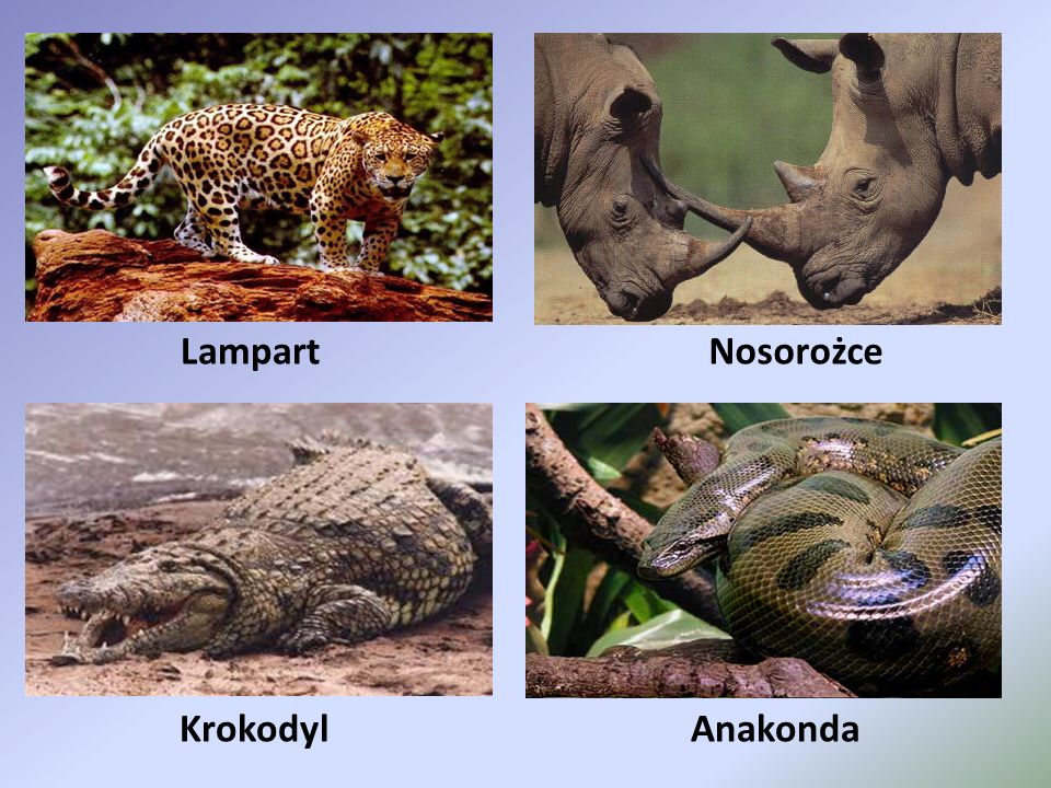 Lampart Nosorożce Krokodyl Anakonda