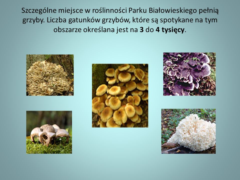 Szczególne miejsce w roślinności Parku Białowieskiego pełnią grzyby