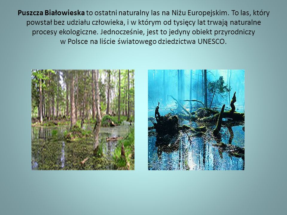 Puszcza Białowieska to ostatni naturalny las na Niżu Europejskim