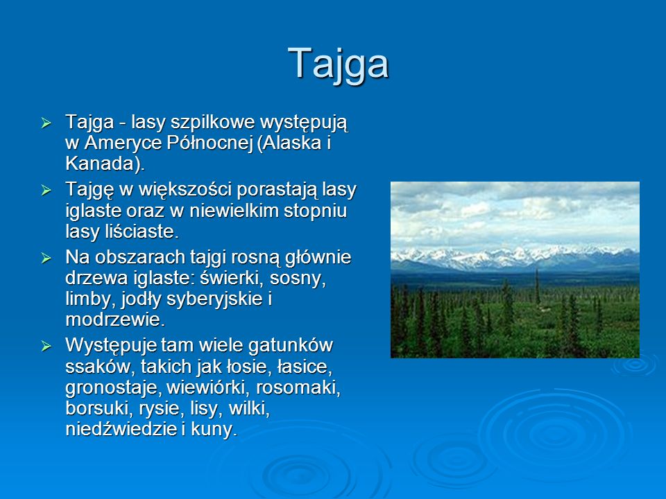 Tajga Tajga - lasy szpilkowe występują w Ameryce Północnej (Alaska i Kanada).