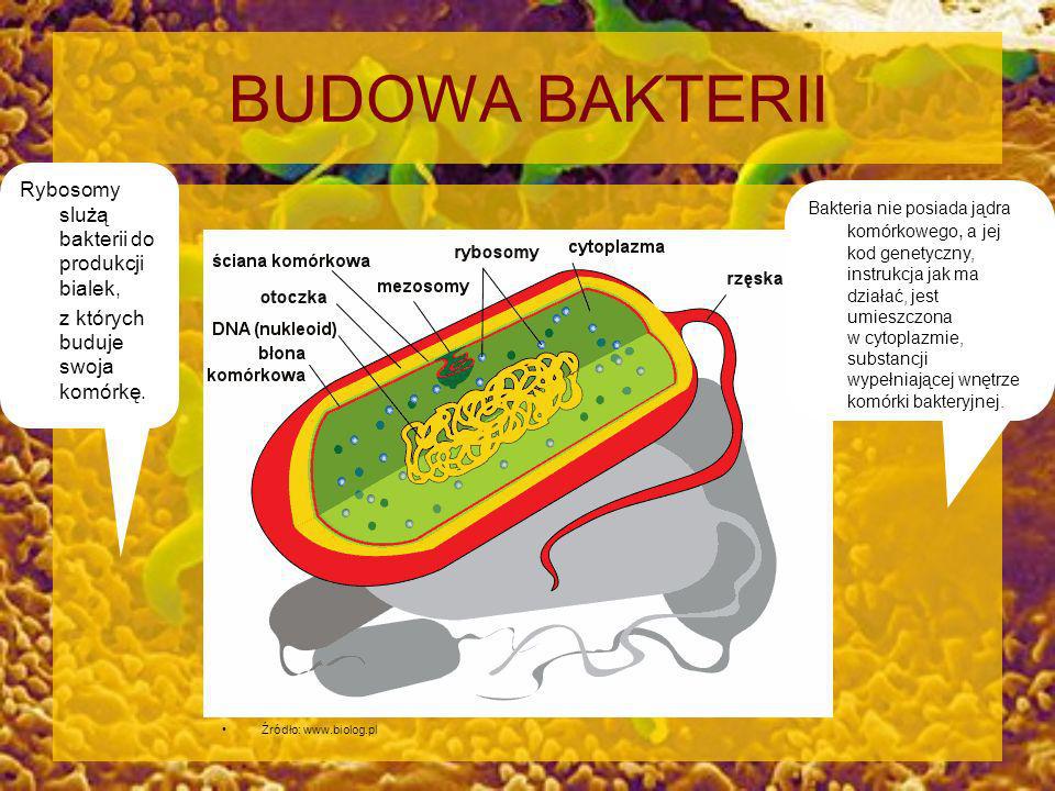 BUDOWA BAKTERII Rybosomy slużą bakterii do produkcji bialek,
